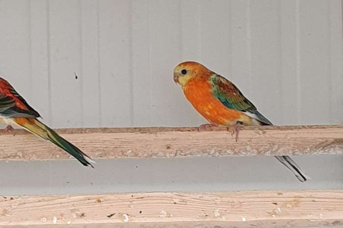 roodruggen
