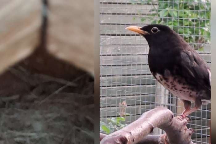 turdus cardis 1.1