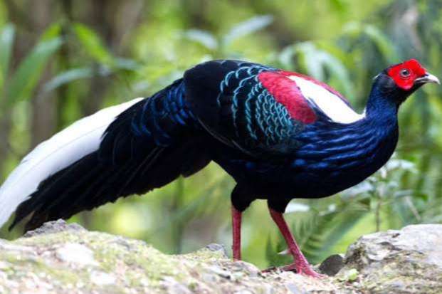swinhoes te koop