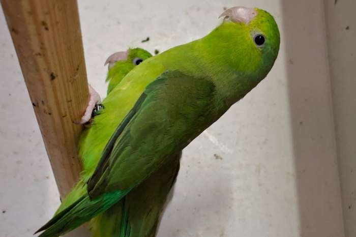te koop forpus coelestis