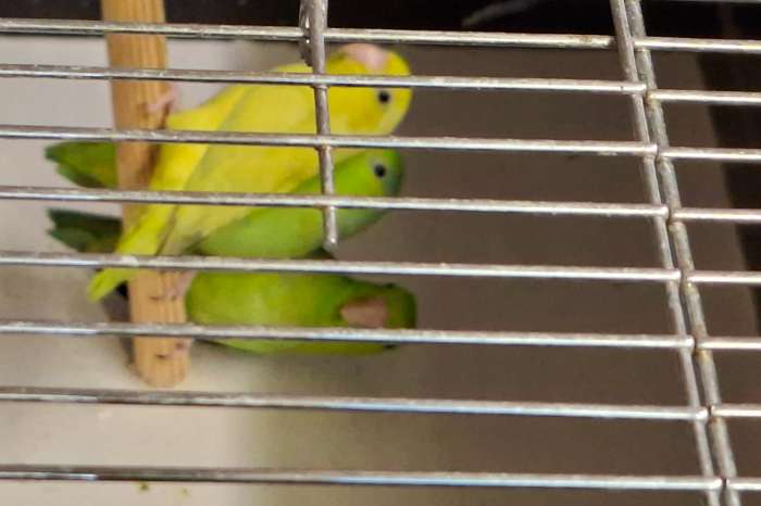 te koop forpus coelestis
