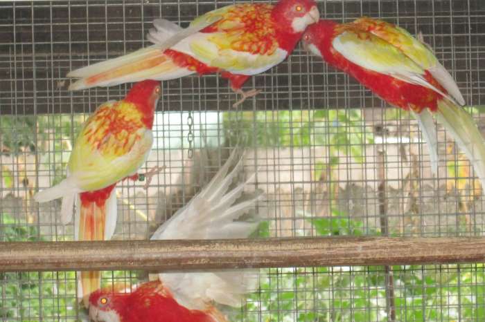 rubino rosella's