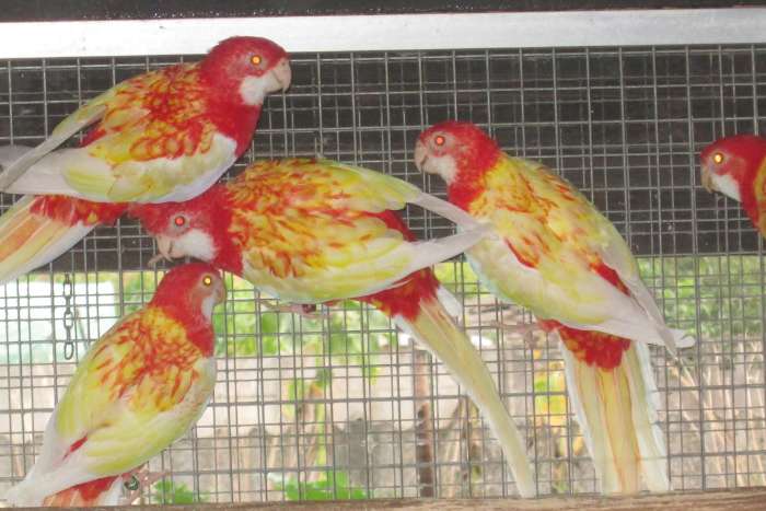 rubino rosella's