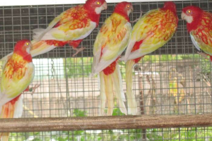 rubino rosella's