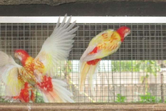 rubino rosella's