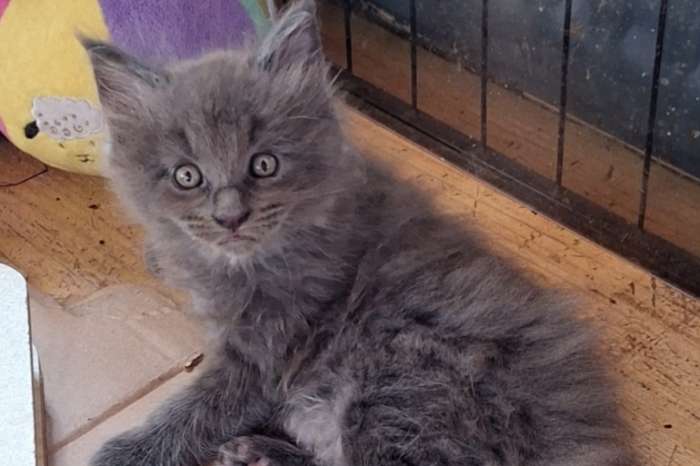 maine coon-kittens
