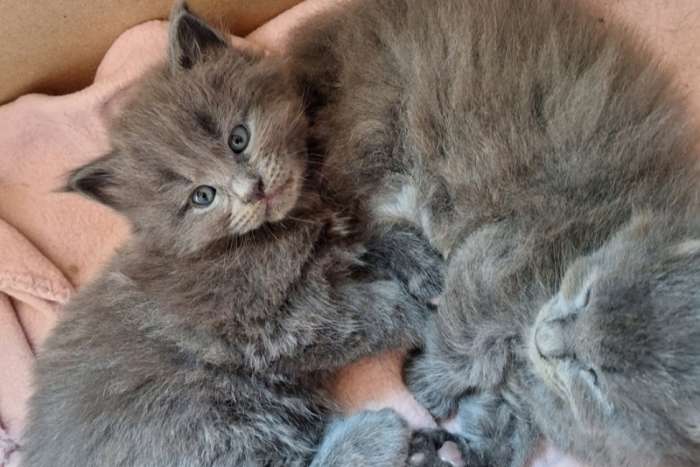maine coon-kittens