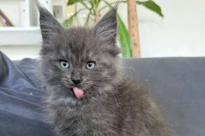 maine coon-kittens