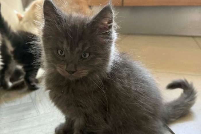 maine coon-kittens