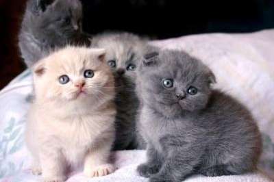 scottish fold-kittens