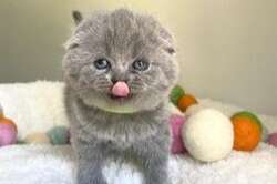 scottish fold-kittens