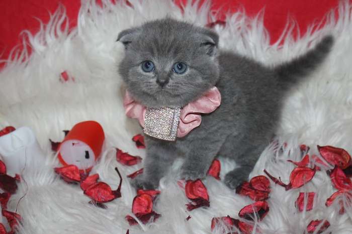 scottish fold-kittens