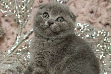 scottish fold-kittens