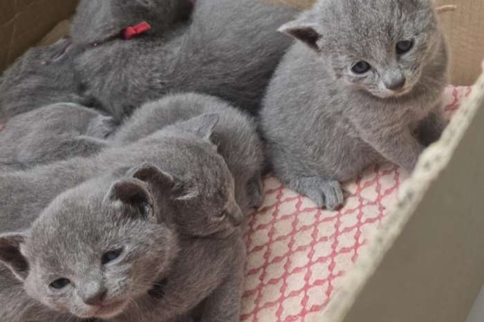 russisch blauwe kittens