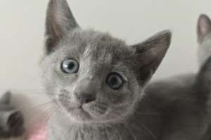 russisch blauwe kittens