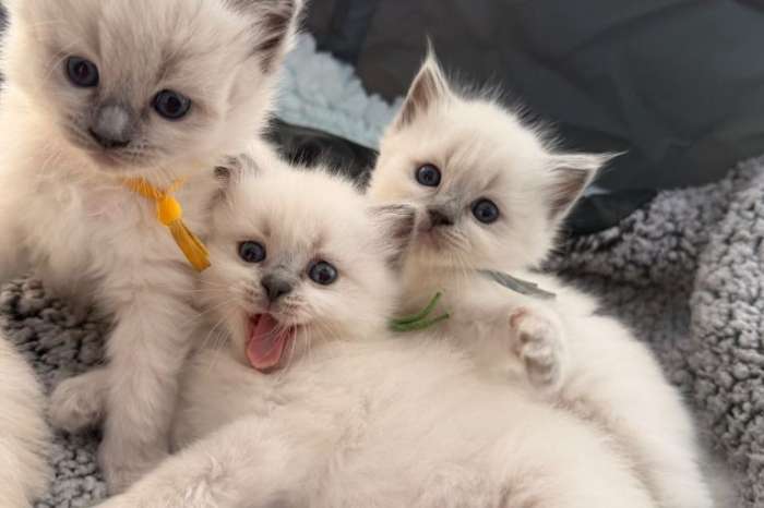 ragdoll kittens beschikbaar: