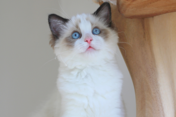 ragdoll kittens beschikbaar:
