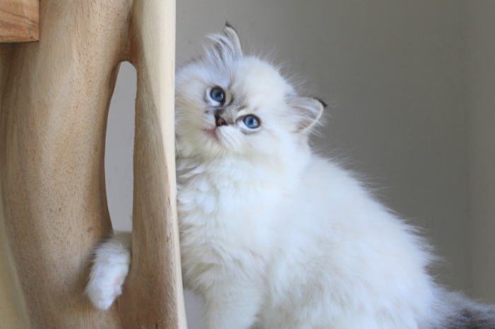 ragdoll kittens beschikbaar: