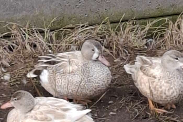 blonde blauwvleugeltaling