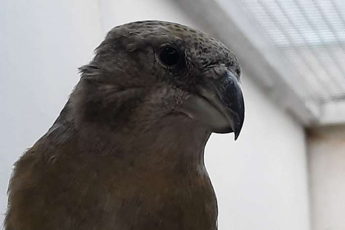 grote kruisbekken