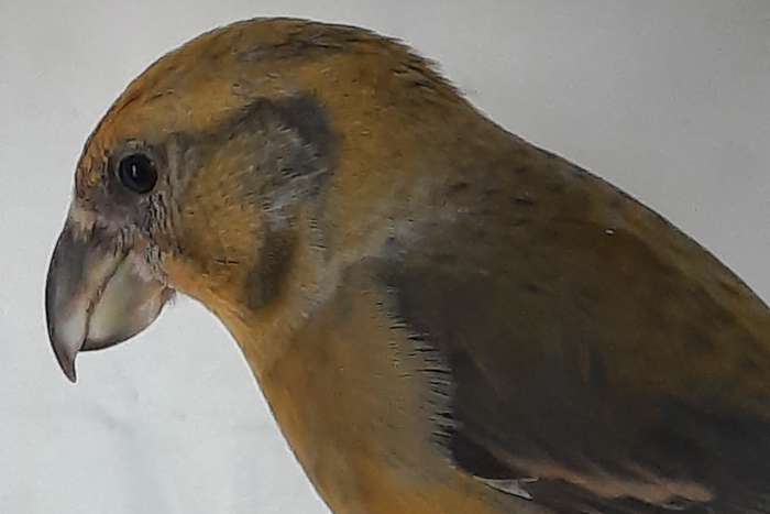 grote kruisbekken
