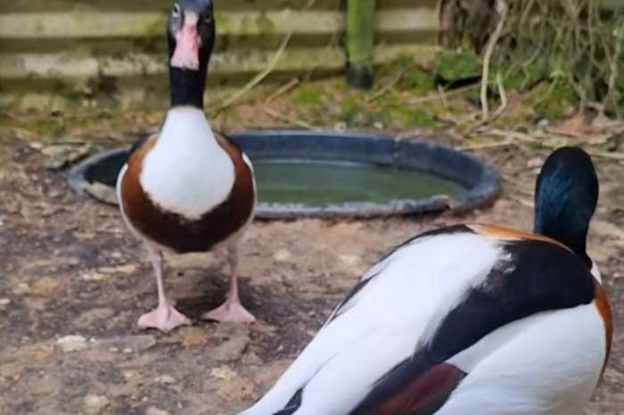 common shelduck (tadorna tadorna).