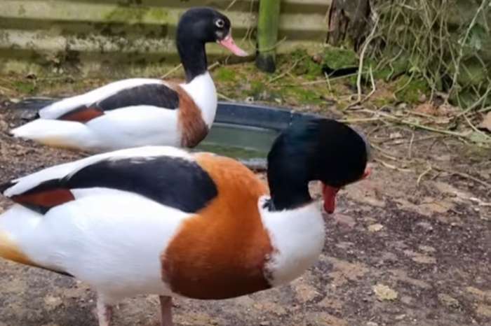 common shelduck (tadorna tadorna).