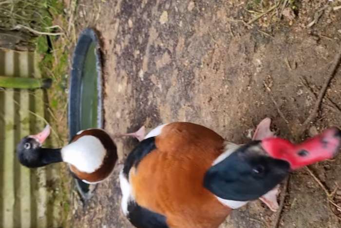 common shelduck (tadorna tadorna).