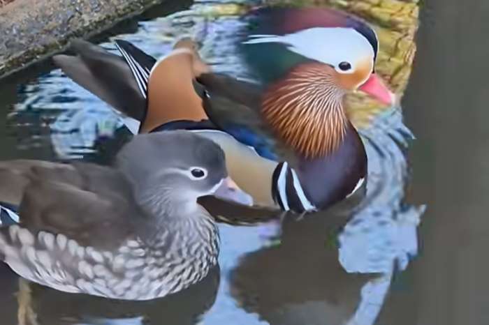 mandarin ducks (aix galericulata)
