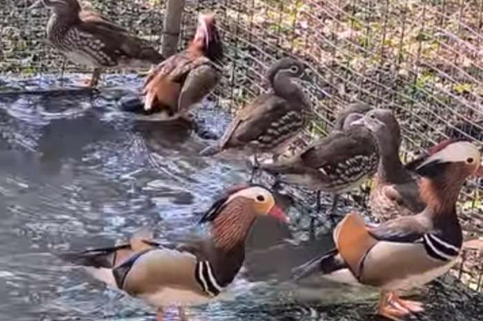 mandarin ducks (aix galericulata)