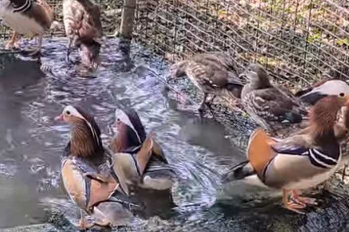 mandarin ducks (aix galericulata)