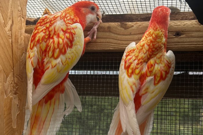 rubino rosella 2026