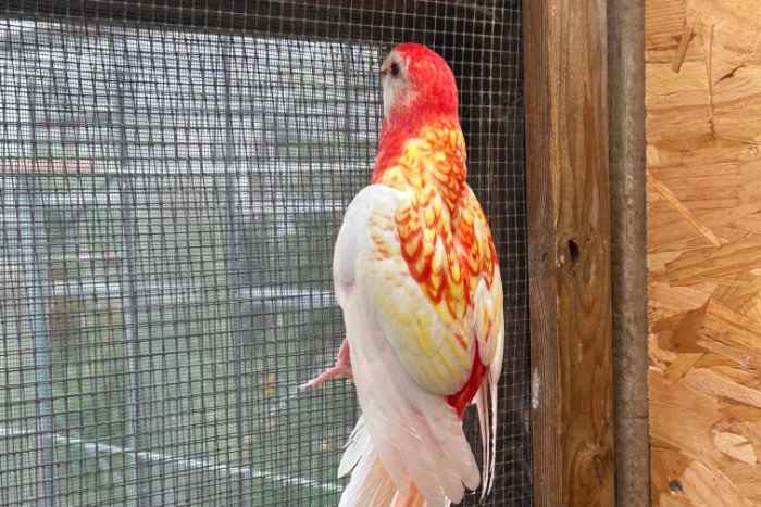 rubino rosella 2026