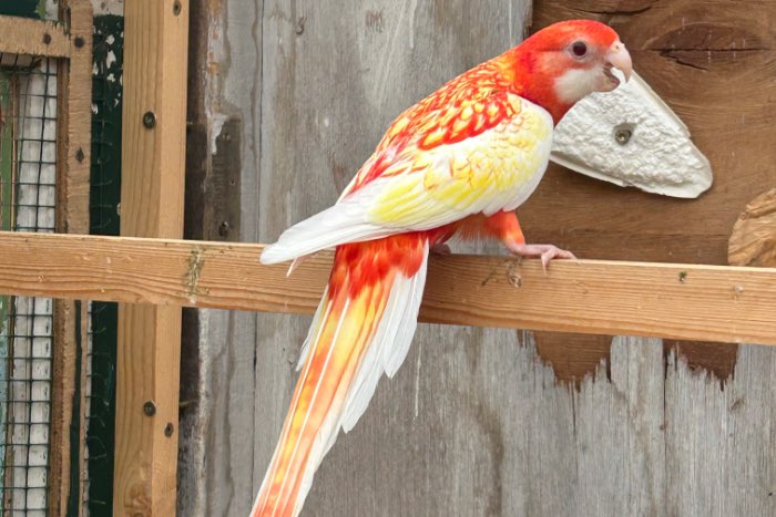 rubino rosella 2026