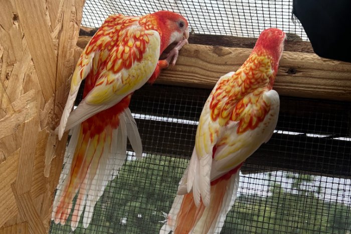 rubino rosella 2026