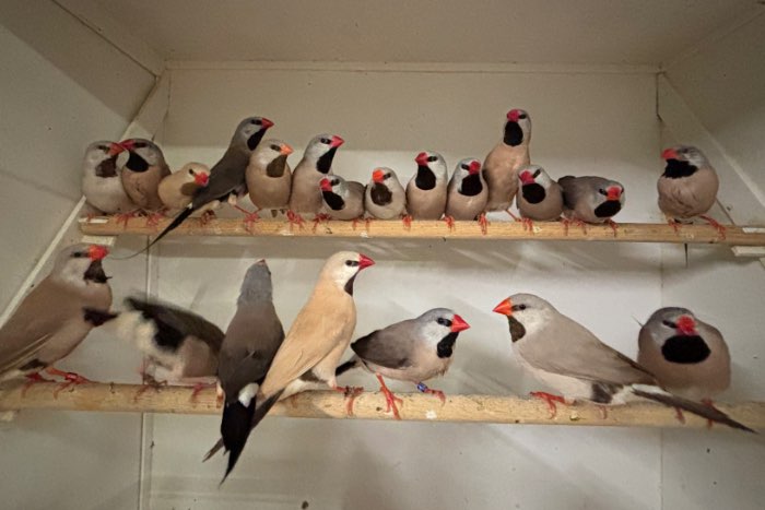 mooi assortiment vogels