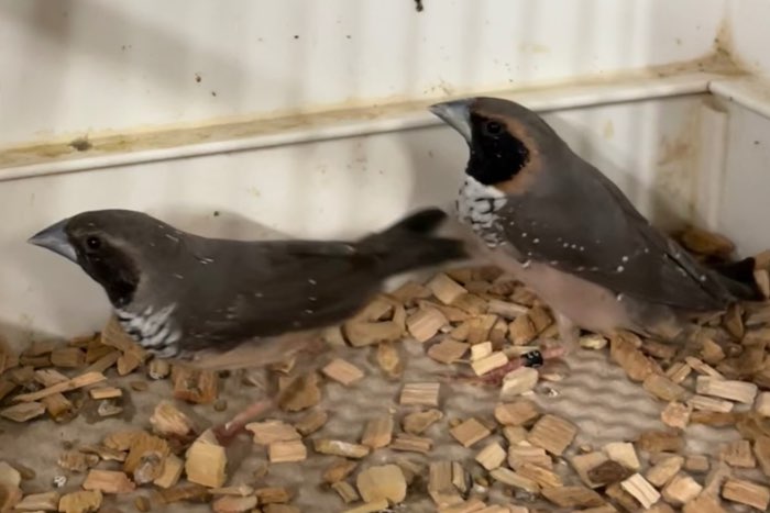 mooi assortiment vogels