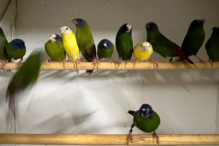 mooi assortiment vogels