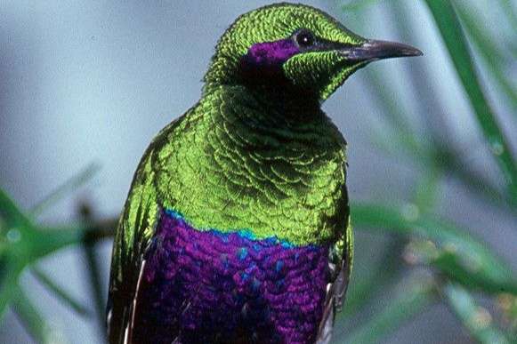 emerald glansspreeuw