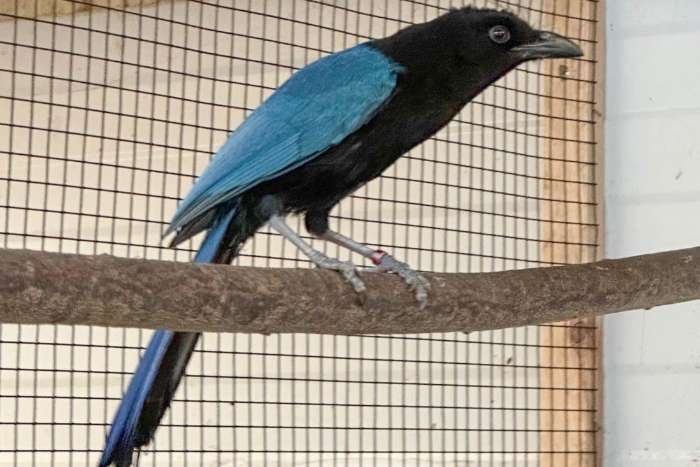 1-1 sanblas gaai (cyanocorax sanblasianus) 2025