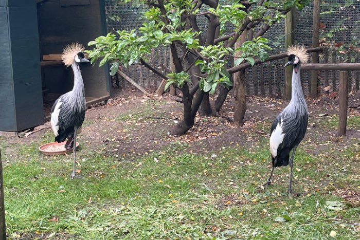 1-1 kroonkraanvogel 2024 te koop of te ruil