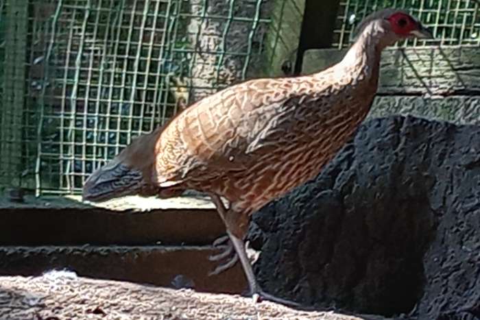 streepfazanten ( lophura leucomelanos lineata)