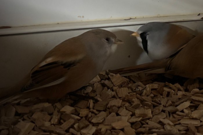 gekraagde roodstaartjes en baardmannetjes