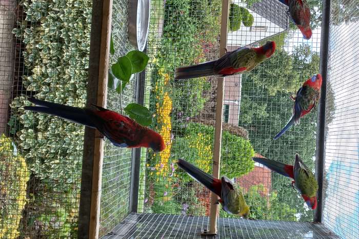 pennant rosellas