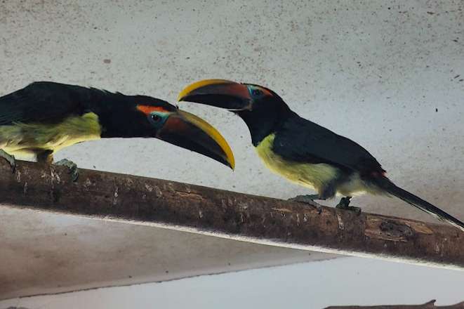 pteroglossus viridis