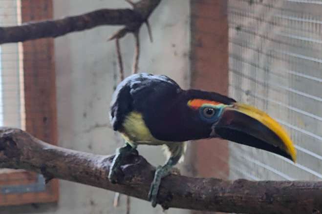 pteroglossus viridis