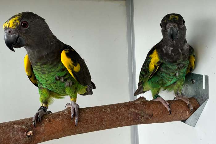 1-1 poicephalus meyeri saturatus 2025-2026