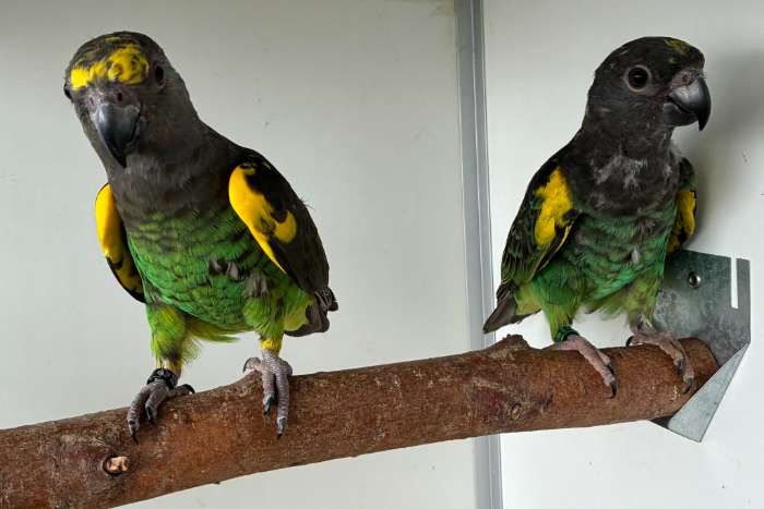 1-1 poicephalus meyeri saturatus 2025-2026