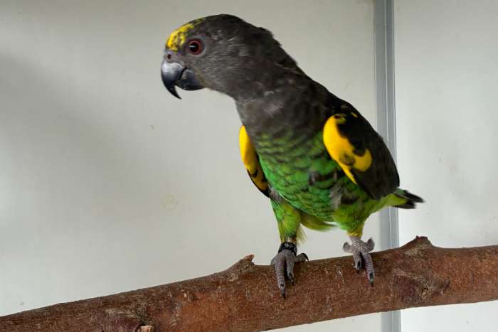 1-1 poicephalus meyeri saturatus 2025-2026
