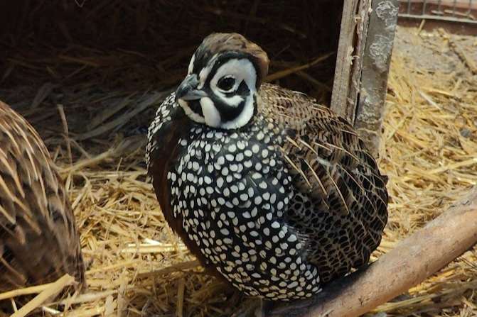 montezuma quail.